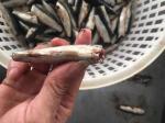 Natural Glaze HGT Fresh Frozen Sardines For Canning
