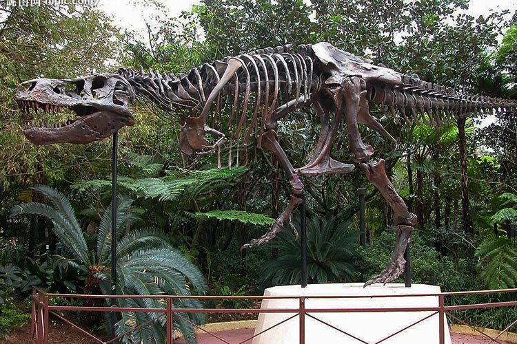 Life Size Fiberglass Complete Dinosaur Fossil For Park Exhibition