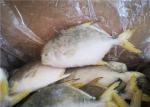 400G​ Frozen Pomfret Fish