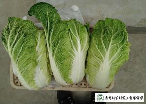Quality Big Size All Season Cabbage , Organic Napa Cabbage Japan Standard Own Bases wholesale