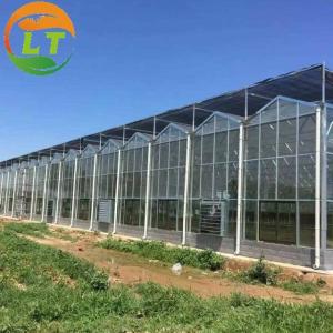 Quality Glass for Outdoors Greenhouses Large Size and Hydroponic Nursery Sponge Advantage wholesale