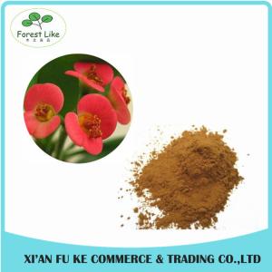Quality High Quality Crown Of Thorns Extract Powder10:1 20:1 wholesale