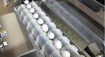 5000Pcs/H Poultry Farm Chicken Egg Cleaning Machine Stainless Steel Duck Egg
