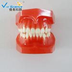VIC-E8 Ortho Dental Study Models Malocclusions Classification 10 Pieces