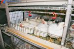 Modern Broiler Chicken Farming Equipment Automatic H Type Poultry Broiler Cage