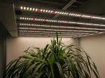 High PPFD 3.1umol/J 1000Watt UV Grow Light