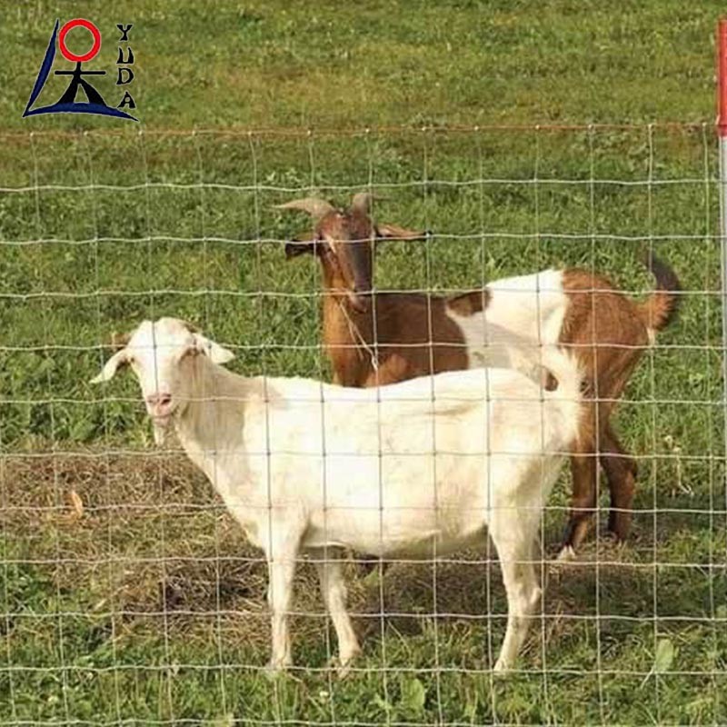 Hot Dip Galvanized Farm Woven Iron Wire Net Grassland Sheep Field Fence