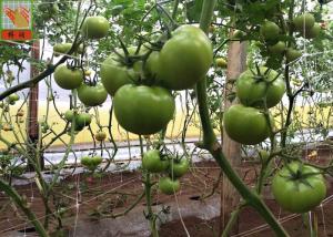 Quality PP Agricultural Netting For Plant Support , White Color BOP Plastic Mesh Netting wholesale
