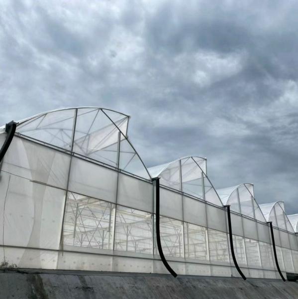 Multi Span Agriculture Greenhouse Sawtooth With Cooling System Nursery Seedbed