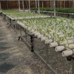 Soilless Technology and Temporary Heating Vegetable Cultivation Greenhouse 2000