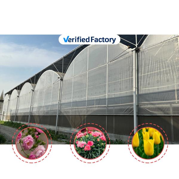 Agricultural Tunnel Greenhouse Plastic Film Multi-span Strawberry Greenhouse for