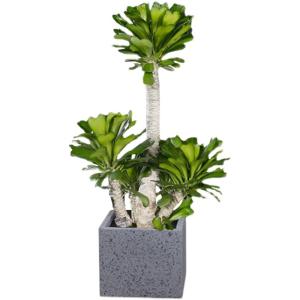Quality Anti Aging Artificial Succulent Plant Home Interior Landscape Set Pieces Potted wholesale