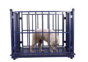 Quality 3000KG ODM Cattle Weighing Scales Carbon Steel wholesale