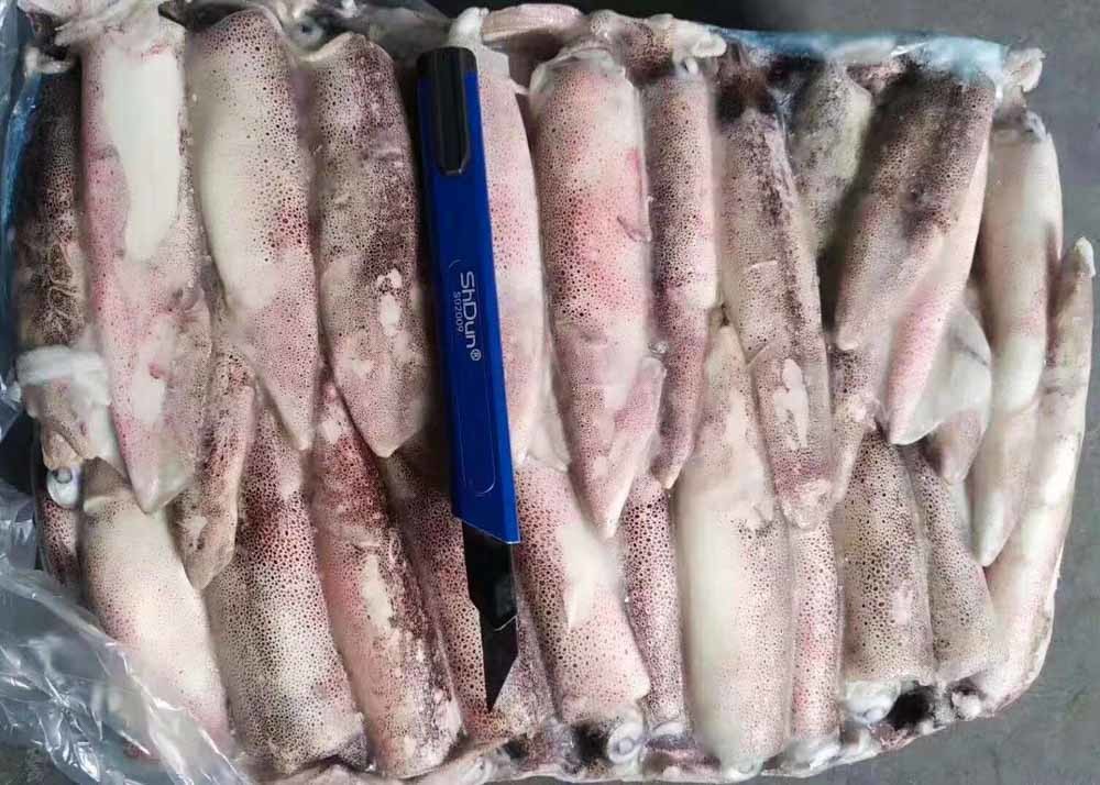 Whole Round loligo Squid