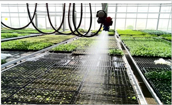 Economical European Polycarbonate Greenhouse with Roof and Side Ventilation Panels