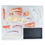 Puzzle Muscle 4d Master Human Anatomy Doll 46 Parts Assembled