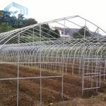 Polytunnel Sri Lanka Colombo Steel Frame Greenhouse Single Span