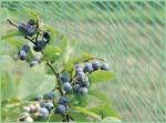 Agricultural Anti Bird Netting