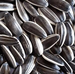Quality Efficiently Meet Customer Requirements with Sunshine Grove Kernels wholesale
