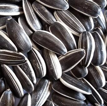 Wholesale Chinese Non GMO High Quality Good Price Roasted Sunflower Kernels