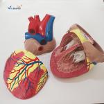 Human Heart Anatomical Model Medical Science Teaching Model