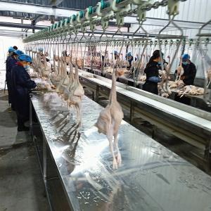 Quality 3000Birds / H Poultry Chicken Slaughter Line House 380V Stainless Steel wholesale