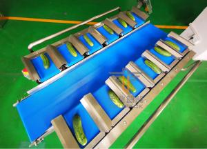 Quality Cucumber PLC 12 Belt Fruit Multihead Weigher wholesale