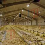 Q235B Q355B Steel Structure Chicken House , Economical Prefab Steel Structure