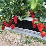 Single Span Commercial Greenhouse Kits Plastic Film Tunnel Greenhouse Stable