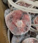 Palatable Whole Round 250g up Frozen Yellowfin Tuna tail -60℃ For canned