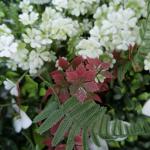 Outdoor Plastic Artificial Plant Wall Panel 30mm Vertical Garden Landscape