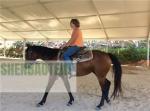 10000-100000 Square Feet Aluminum Structure Tent Large Equestrian Riding Arenas