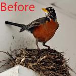 Spikes for birds animal stainless steel bird spikes window sills