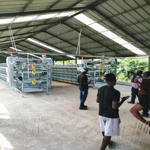 Quality Automatic Laying Hens 54 Birds Poultry Battery Chicken Cage For Chicken Farm wholesale