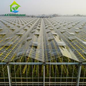 Quality Insulated Automatic Agricultural Glass Greenhouse Commercial Turnkey Hydroponic Greenhouse wholesale