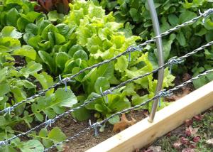 Quality Q235 Low Carbon Steel Fully Galvanised Barbed Wire 12 Guage Hot Dipped wholesale