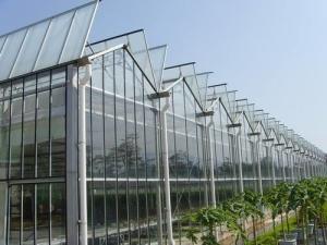 Quality Simple Constructure Commercial Glass Greenhouse With Galvanized Steel Screws / Bolts wholesale