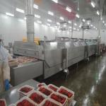 DJL High Quality Seafood Iqf Machine / Industrial Freezer Cryogenic Freezer