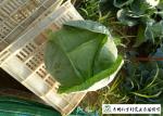 Good Taste Chinese Round Cabbage , Small Green Cabbage 1 Kg / Per Size