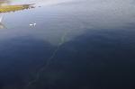 Dolphin ROV,VVL-S170-3T, underwater inspection,underwater sample collection