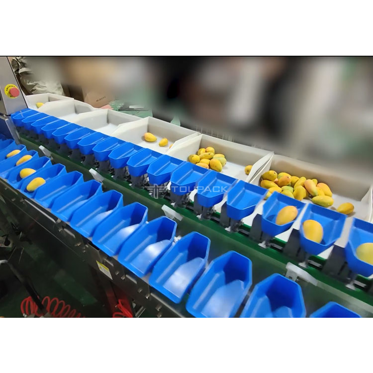 Smart Fresh Oyster Trepang Abalone Weighing Sorting Machine 1-12 Levels Seafood Grading Machine
