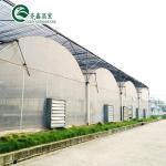 South Korea Agricultural Greenhouse with Ebb Flow Rolling Bench and Inside