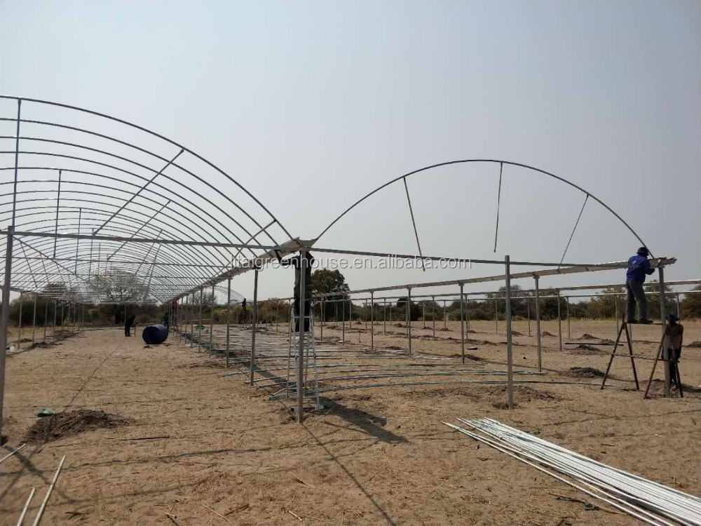 Single Layer Roof and Side Ventilation Namibia Commercial Greenhouse for Tomatoes Farming