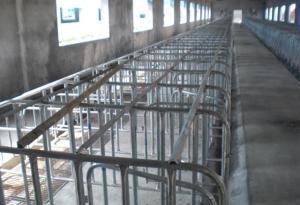 Quality Pig project-Individual stall wholesale