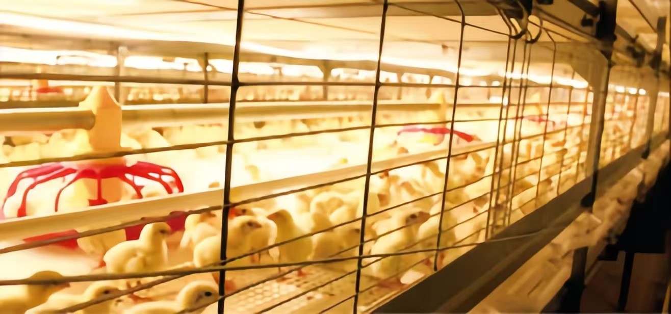 A Type Battery Layer Chicken Cage Automatic Chicken Poultry Farming Equipment