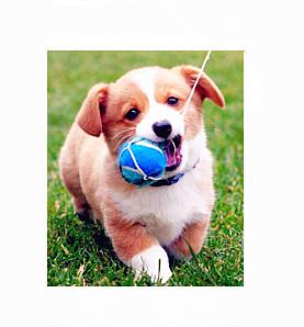 Quality spring dog collar taylor hill the perfect plastic backgrounds wholesale