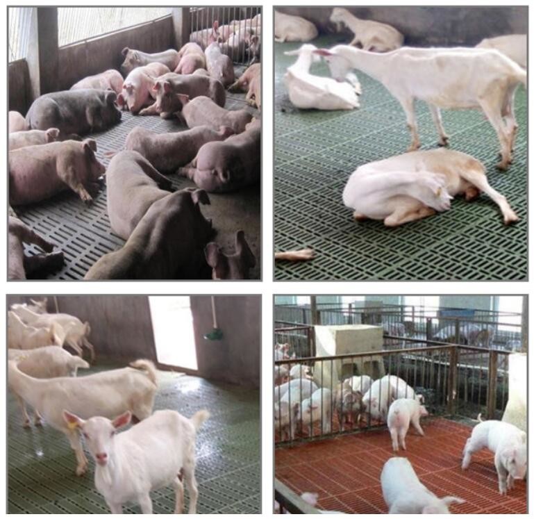 Goat 300kgs Poultry Plastic Slat Floor 600x700mm PP Livestock
