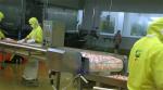 Commercial continuous automatic shrimp cooking and heating steam blanching