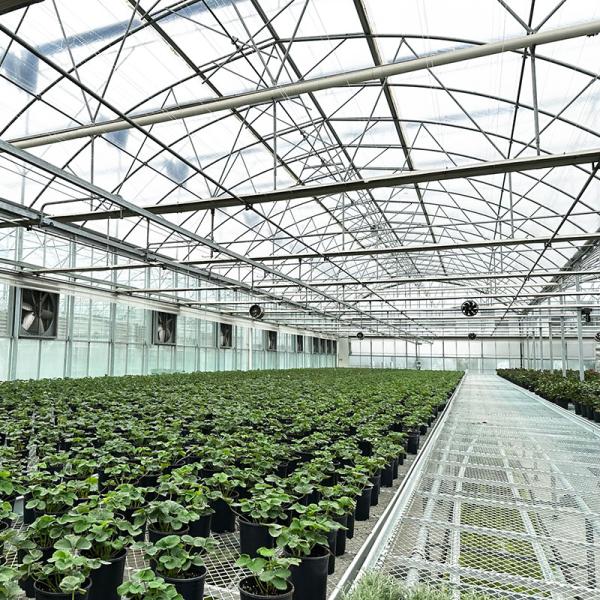 Steel Tructure UV Resistant Film Poly Tunnel Multi-span Vegetable Greenhouse for
