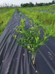 Black 3.2m 50gsm Landscape Fabric Ground Cover
